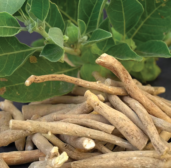 Ashwagandha Root (sold by weight)