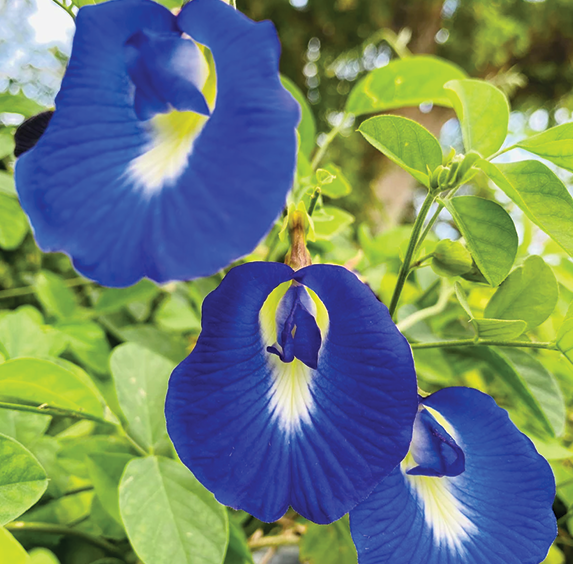 Butterfly Pea Flowers (sold by weight)