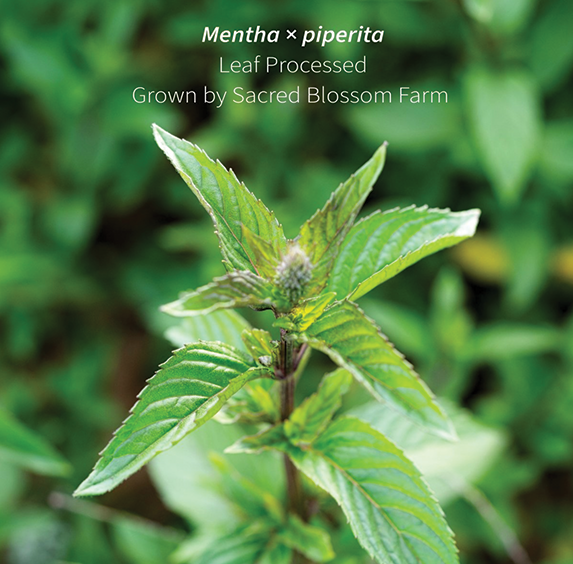 Chocolate Peppermint (sold by weight)