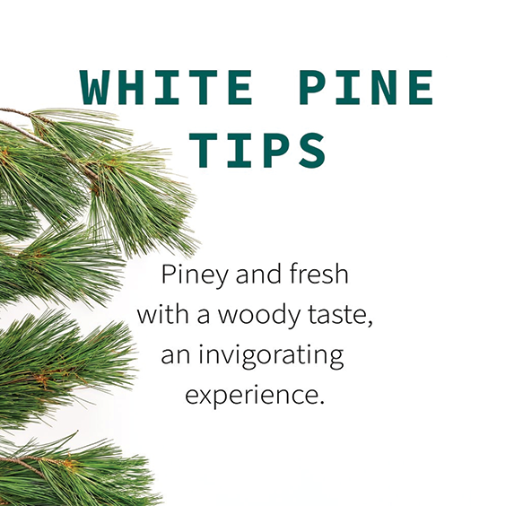 White Pine Tips (sold by weight)