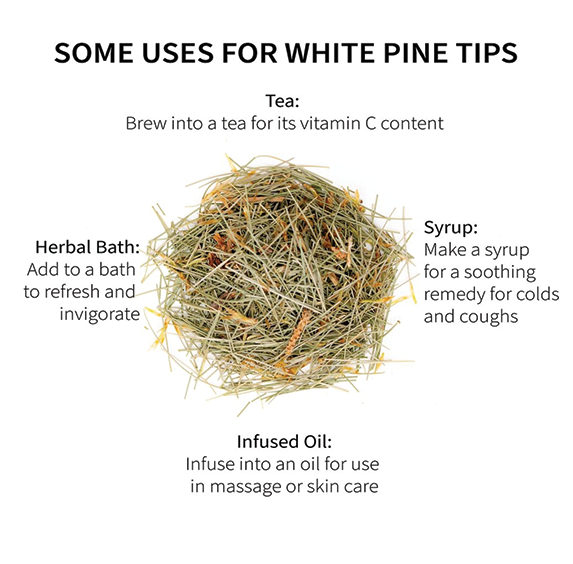 White Pine Tips (sold by weight)