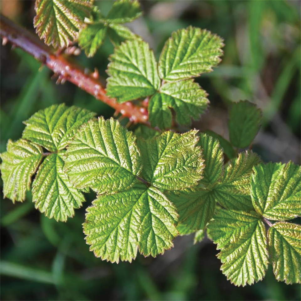 Blackberry Leaf (sold by weight)