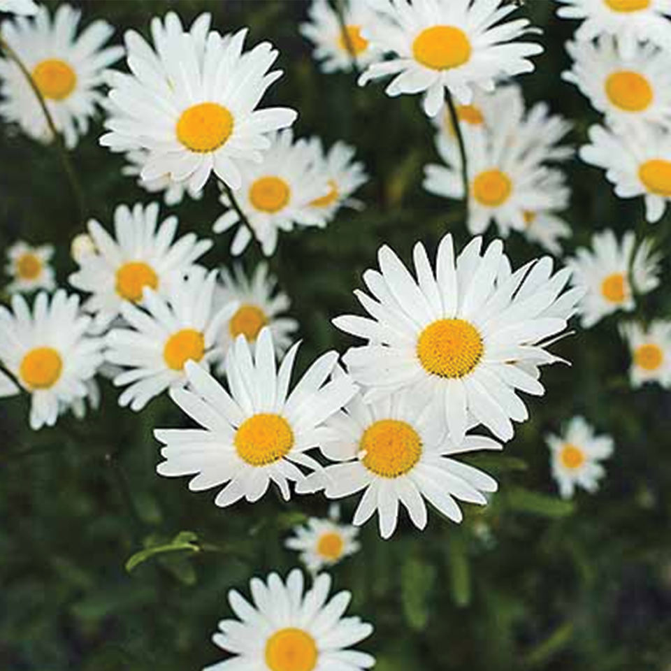 Chamomile Flowers (sold by weight)