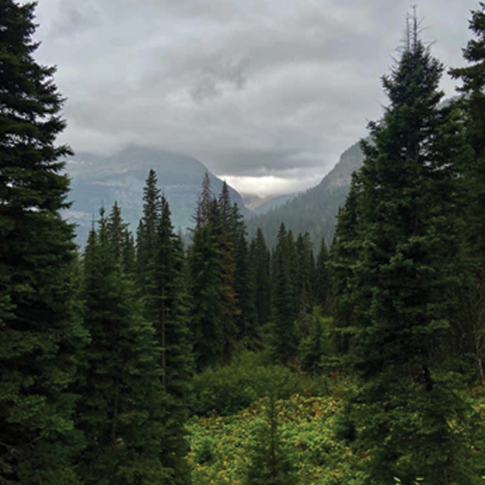 National Park Teas - Glacier