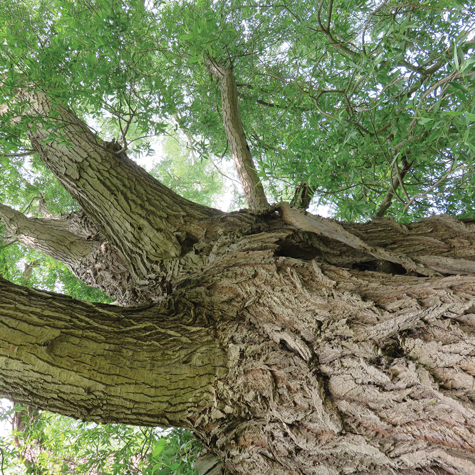 White Willow Bark (sold by weight)