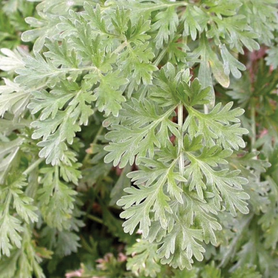 Wormwood (sold by weight)