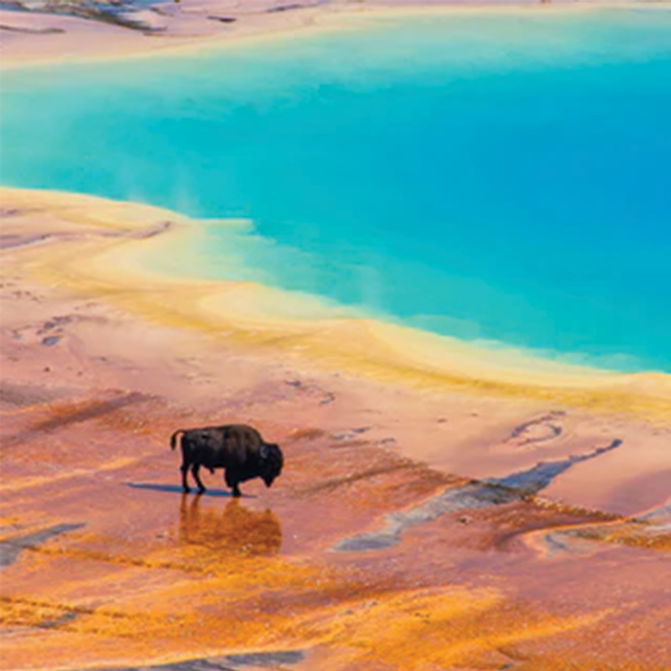 National Park Teas - Yellowstone