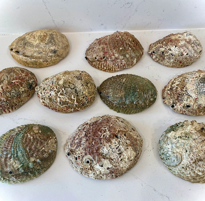 Abalone Shell Smudge Bowls