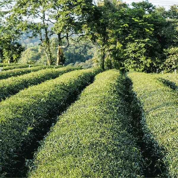 Jasmine Oolong
