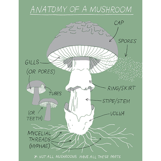 Pocket Nature:  Mushroom Hunting