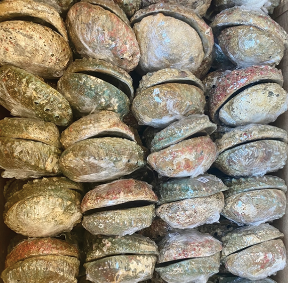 Abalone Shell Smudge Bowls