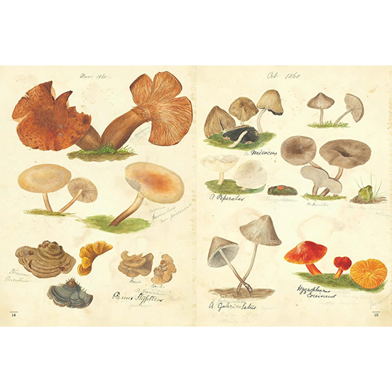 Fungi Collected in Shropshire and Other Neighbourhoods: A Victorian Woman’s Illustrated Field Notes