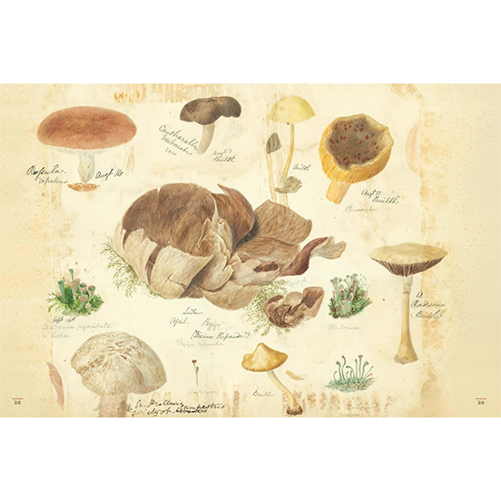 Fungi Collected in Shropshire and Other Neighbourhoods: A Victorian Woman’s Illustrated Field Notes