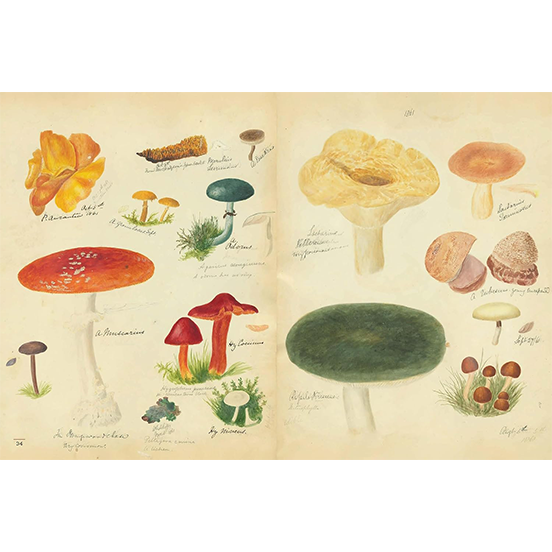 Fungi Collected in Shropshire and Other Neighbourhoods: A Victorian Woman’s Illustrated Field Notes