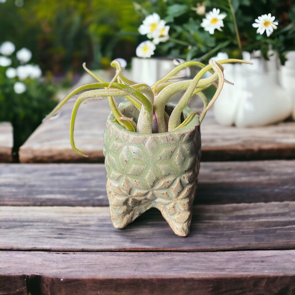 Mini Ceramic Pot with Airplant