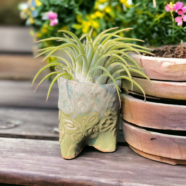 Mini Ceramic Pot with Airplant