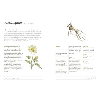 Our Kindred Home: Herbal Recipes, Plant Wisdom, and Seasonal Rituals for Rekindling Connection with the Earth