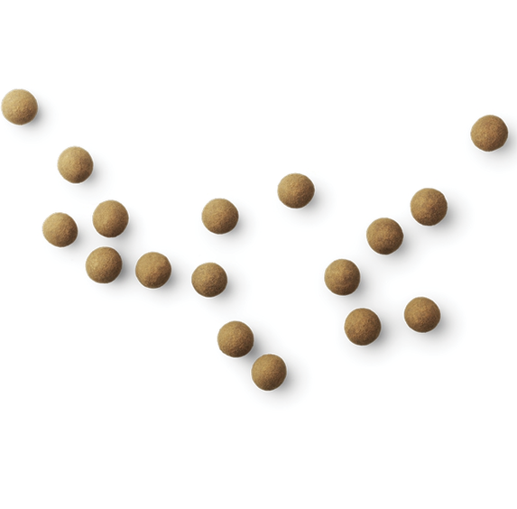 Danish Chocolate Covered Licorice - the Original