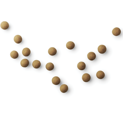 Danish Chocolate Covered Licorice - the Original