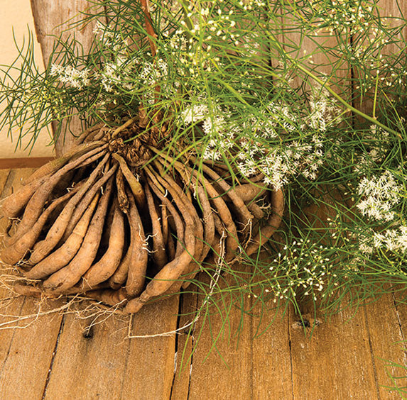 Shatavari Root (sold by weight)