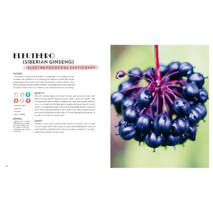 Adaptogens: A Directory of Over 50 Healing Herbs for Energy, Stress Relief, Beauty, and Overall Well-Being