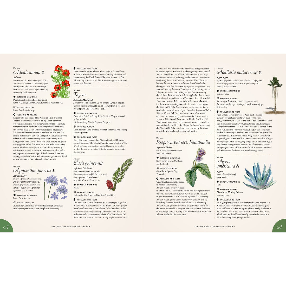 The Complete Language of Herbs: A Definitive and Illustrated History
