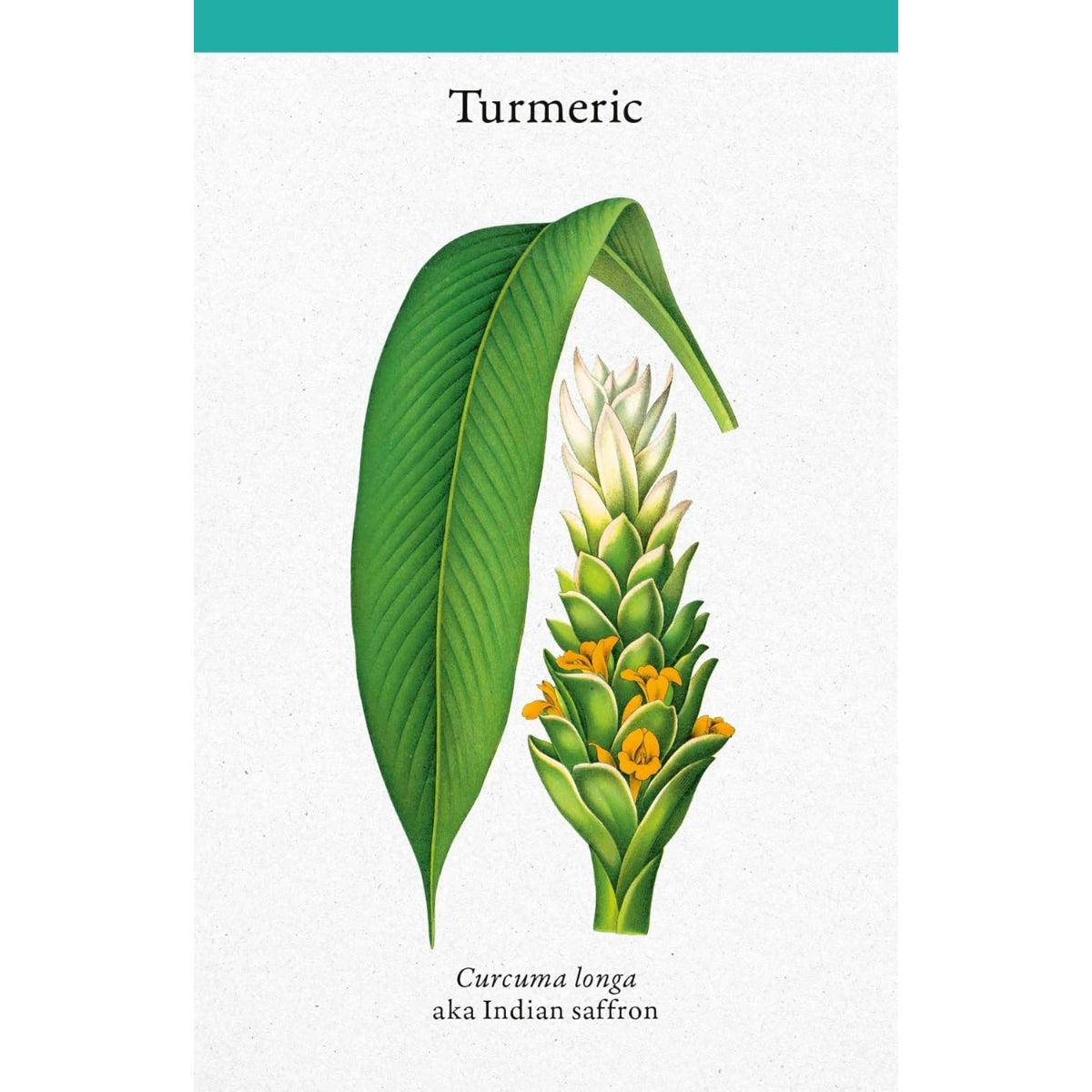 A Cabinet Full of Medicinal Plants: A Practical Card Deck