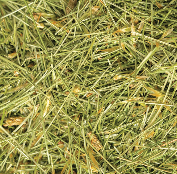 White Pine Tips (sold by weight)