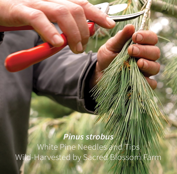 White Pine Tips (sold by weight)