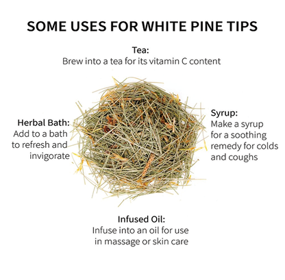 White Pine Tips (sold by weight)