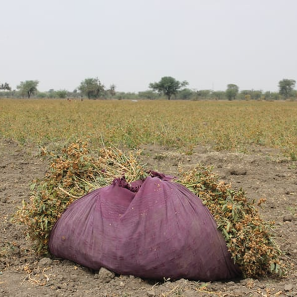 Ashwagandha Root (sold by weight)
