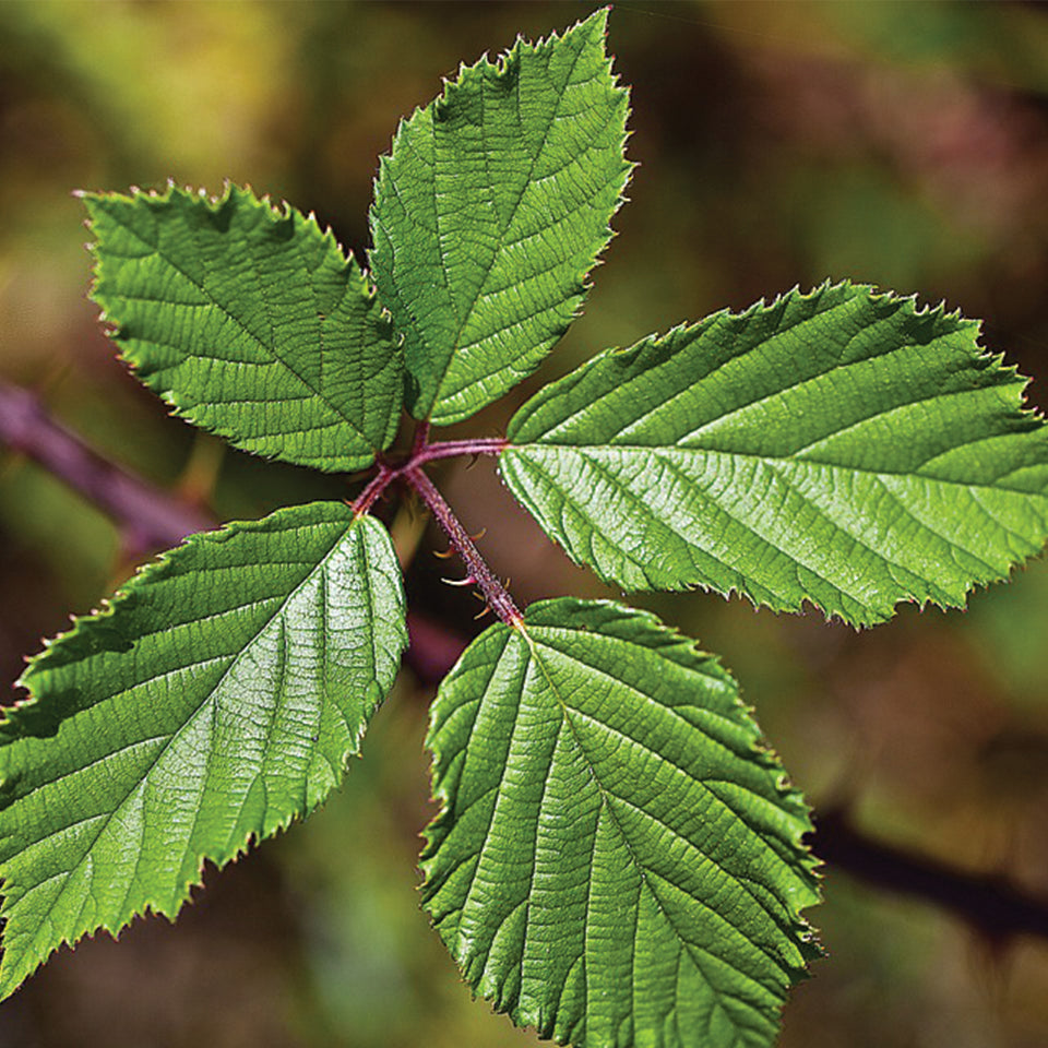 Blackberry Leaf (sold by weight)