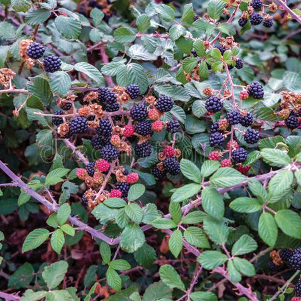 Herb Jars - Blackberry Leaves