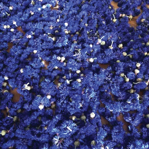Blue Cornflowers (sold by weight)