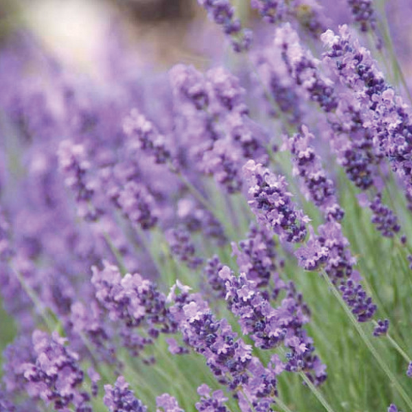 English Lavender Flowers (sold by weight)