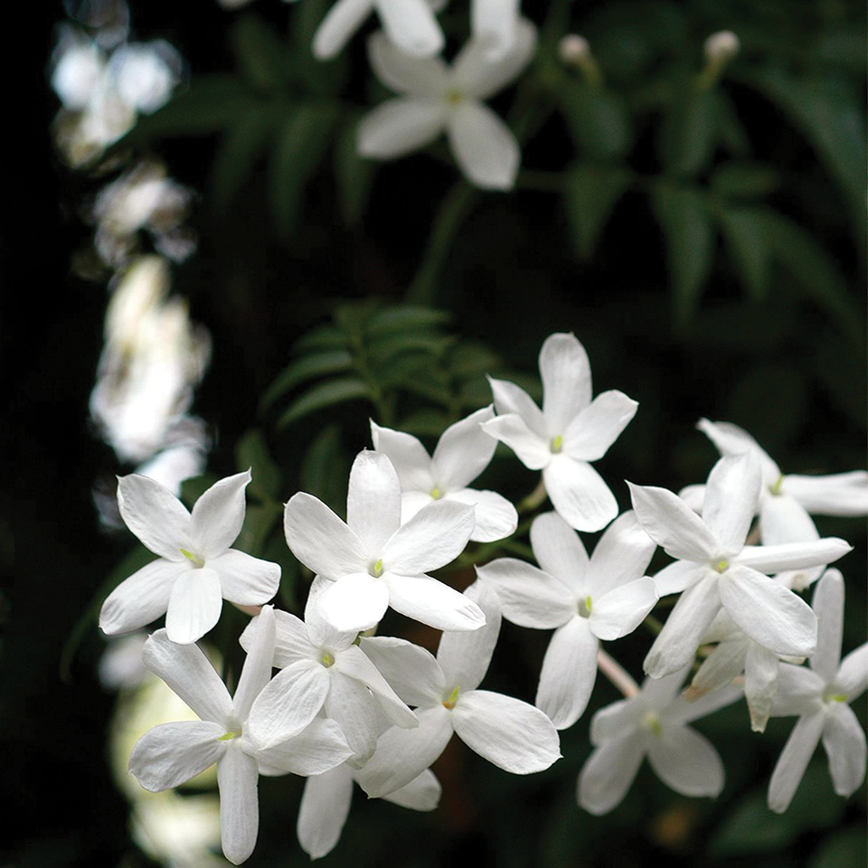 Jasmine Flowers (sold by weight)