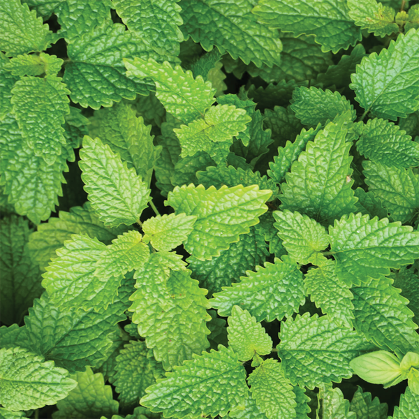 Lemon Balm (sold by weight)