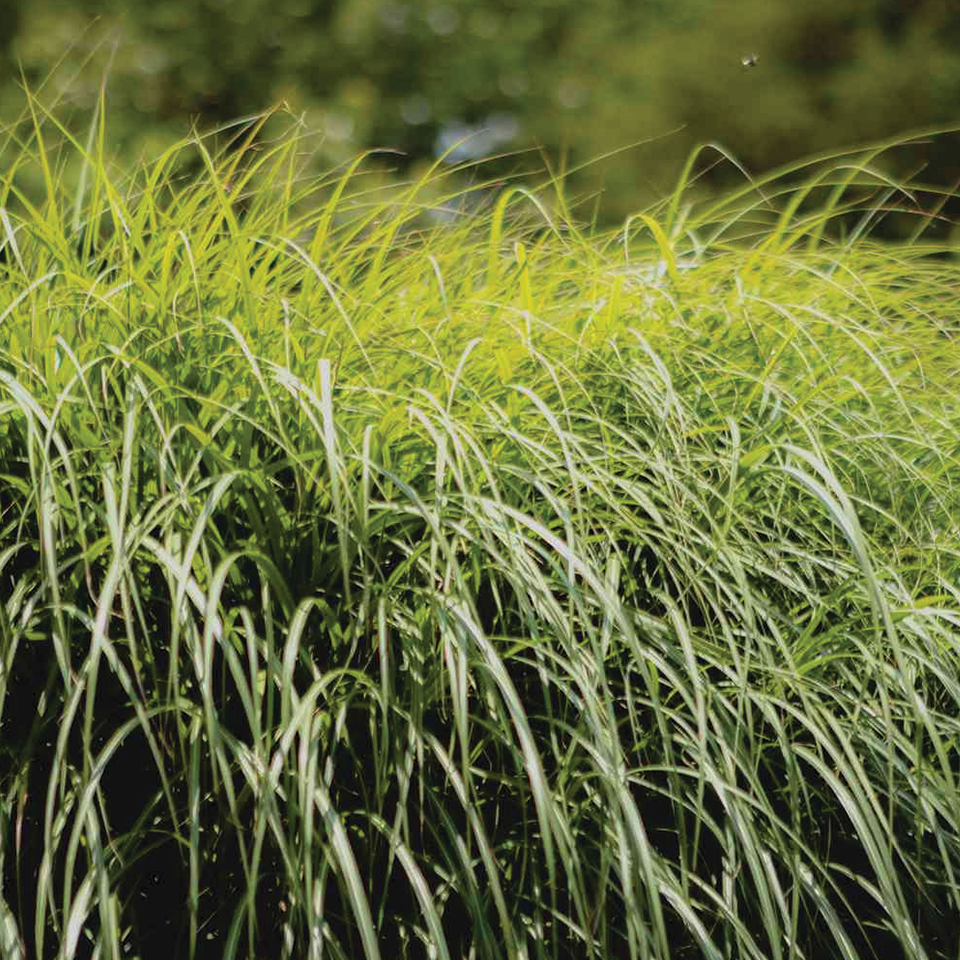 Lemongrass (sold by weight)
