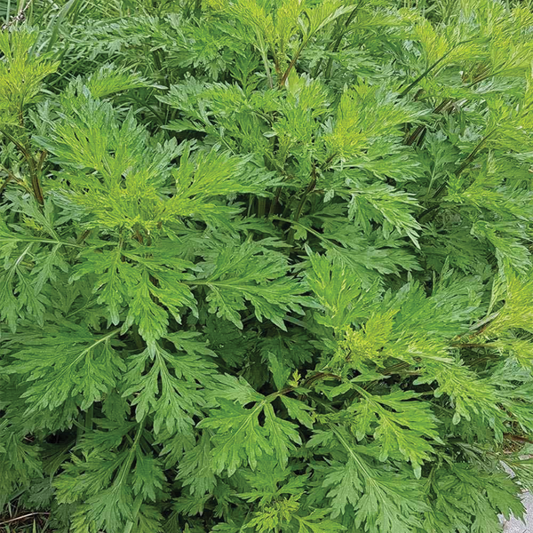 Mugwort (sold by weight)