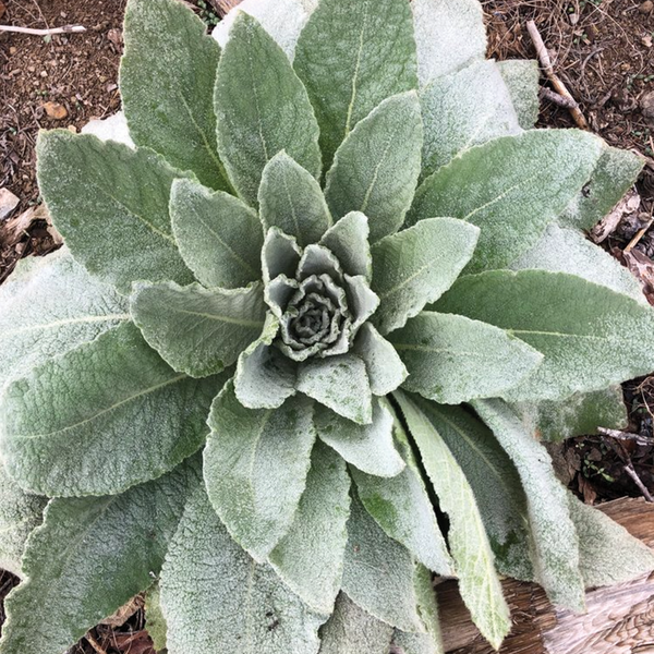 Mullein Leaf (sold by weight)