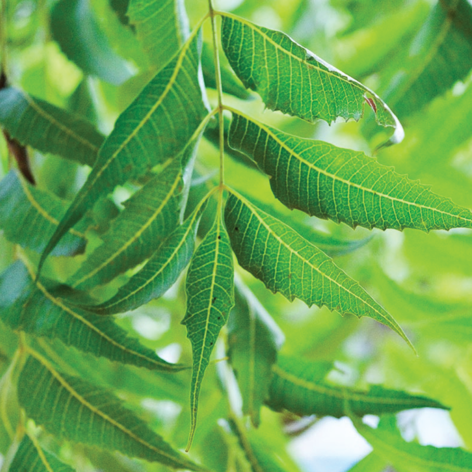 Neem Leaf (sold by weight)