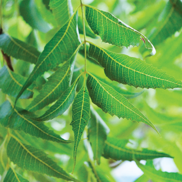 Neem Leaf (sold by weight)