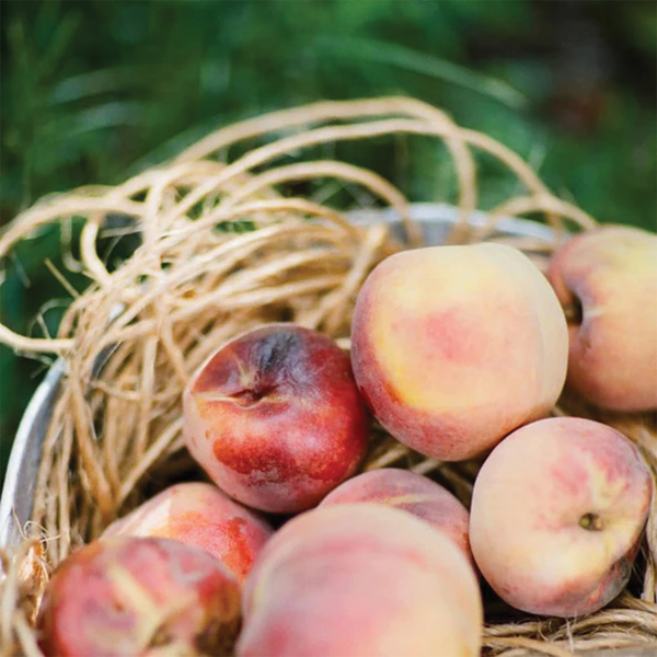 Piper & Leaf Tea Bags - Orchard Peach