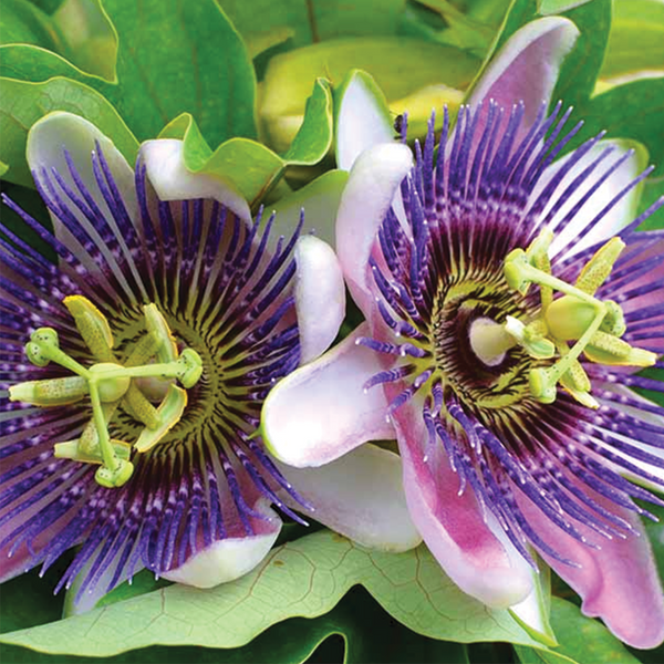 Passionflower (sold by weight)