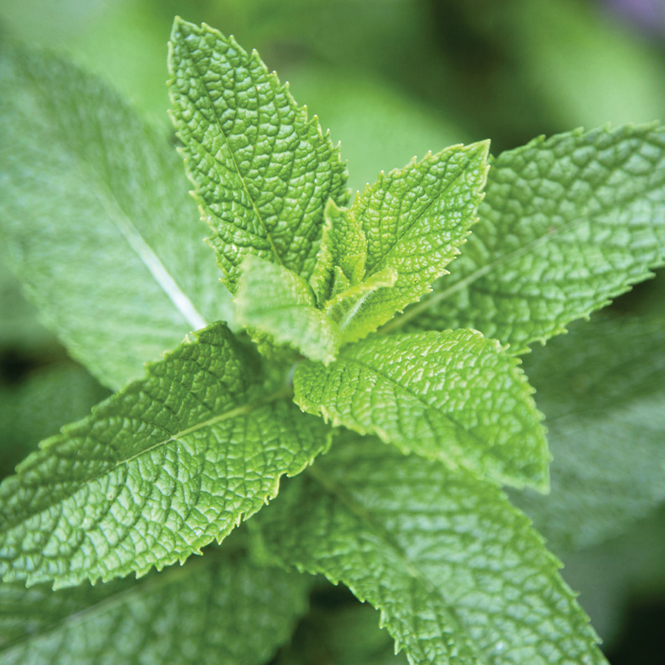 Peppermint Leaf (sold by weight)