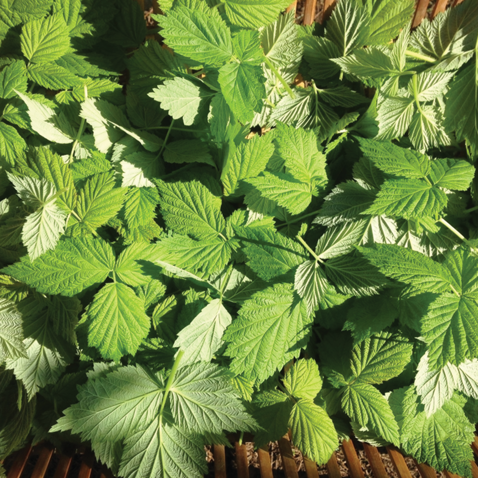 Red Raspberry Leaf (sold by weight) – Leaf and Petal