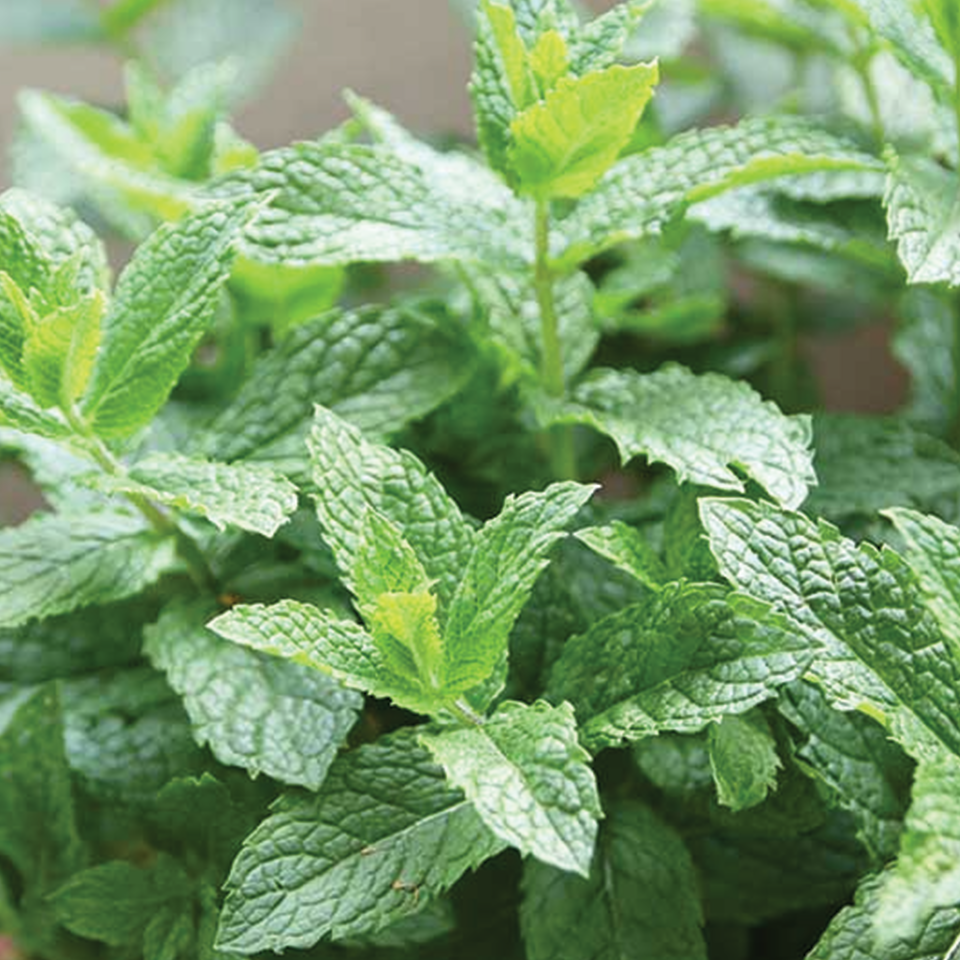 Spearmint Leaf (sold by weight)