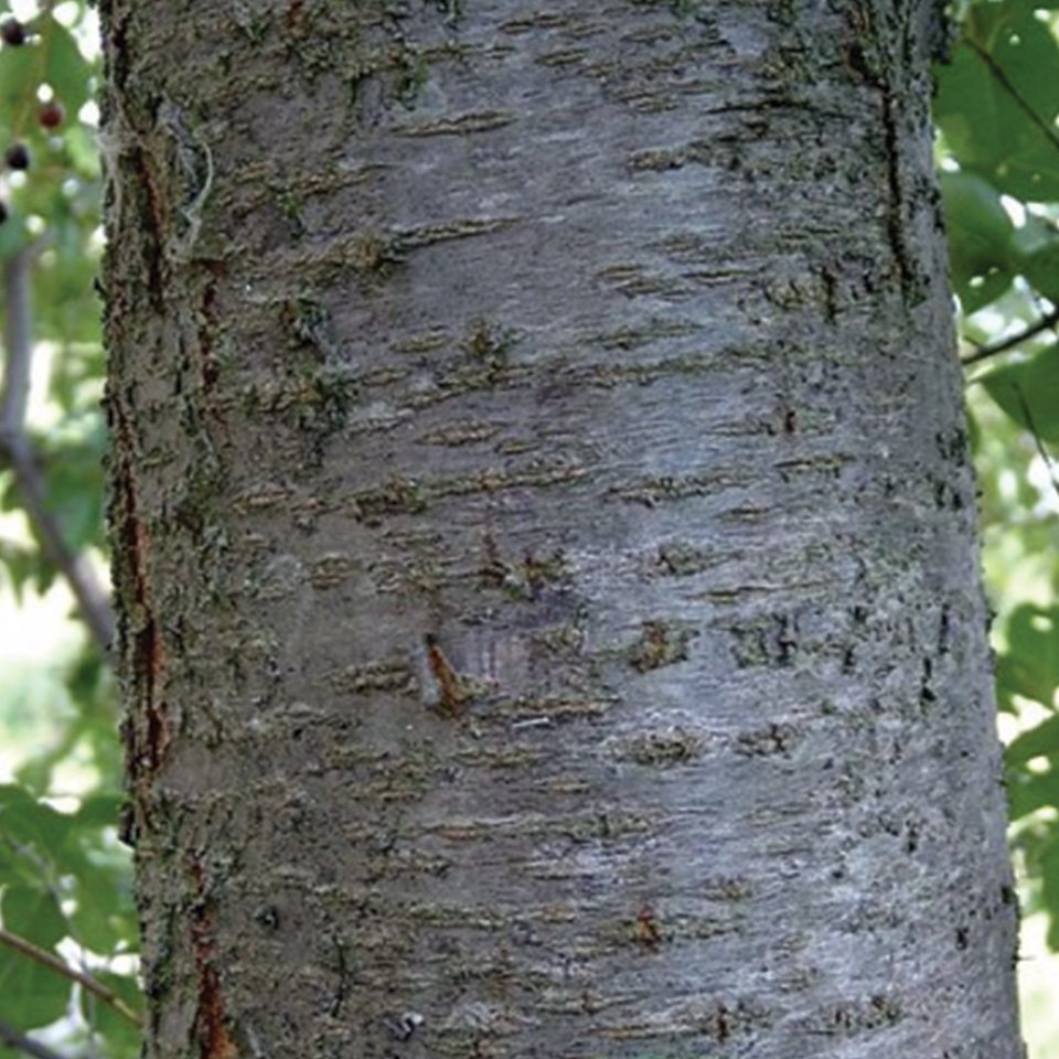 Wild Cherry Bark (sold by weight)